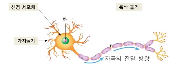 뉴런의 구조